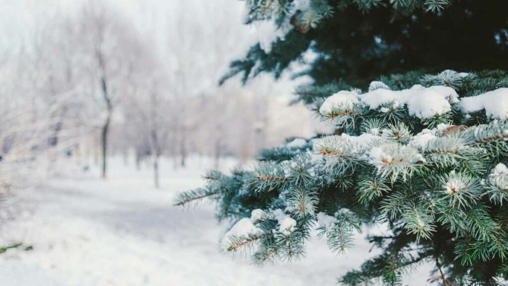 Pinterest ,