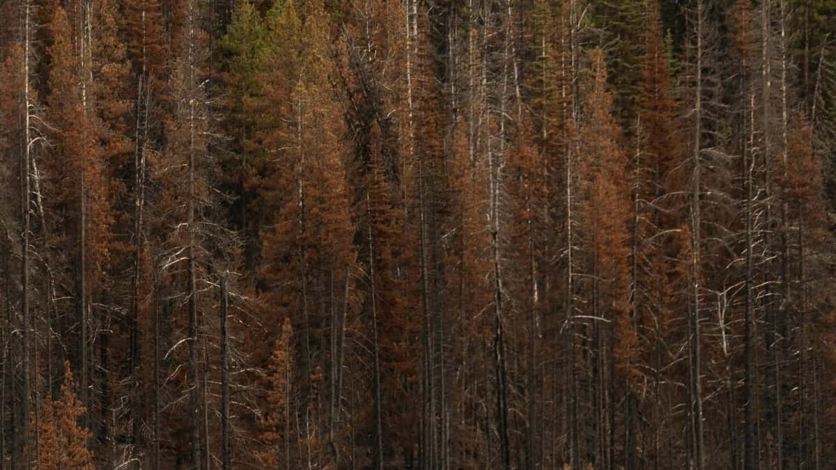Հայաստանյան բիզնեսներին՝ ինչպես գտնել Ավստրիայի Pinterest ստեղծագործողներին՝ արդյունավետ համագործակցության համար