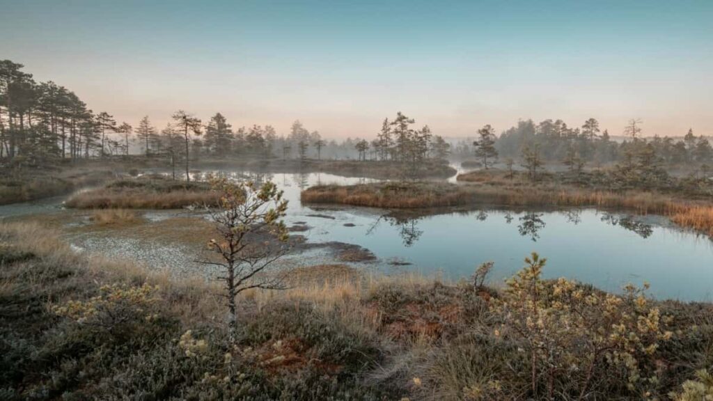 Amazon , product-line