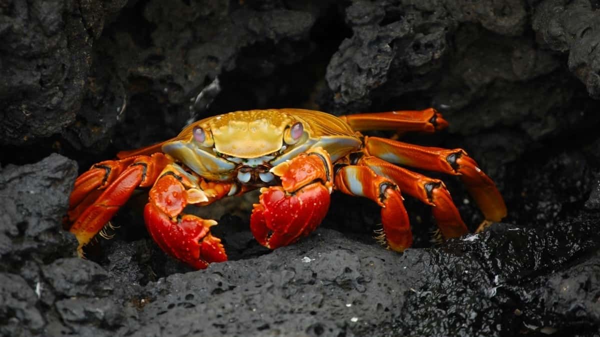 Հայ բրենդեր՝ Իսլանդիա Chingari կրեատորներ գտնել