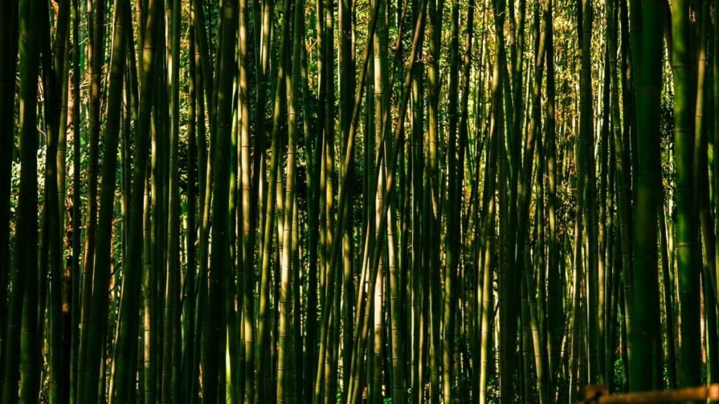 Bosnia and Herzegovina Etsy