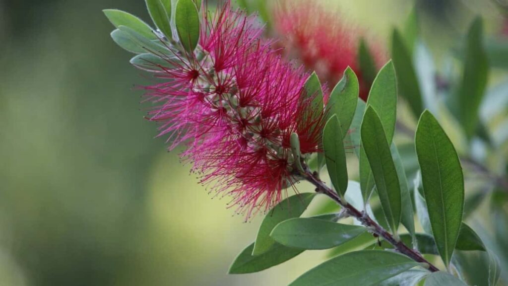 Myanmar ShareChat creator-led :