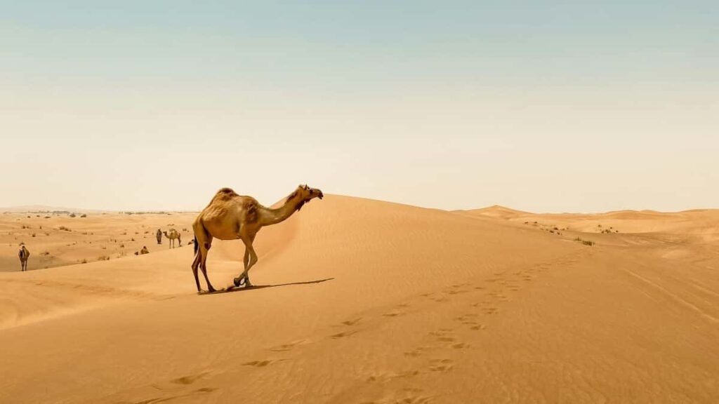 , Telegram- creator-driven product seeding : ,