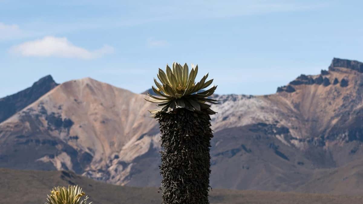 Հայաստանցի կրեատորների ուղեցույցը՝ Sweden բրենդներին SoundCloud-ից հասնելու համար