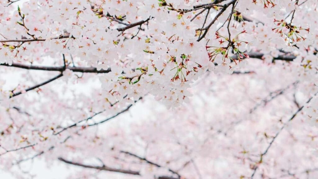 Advertiser- Instagram , ,