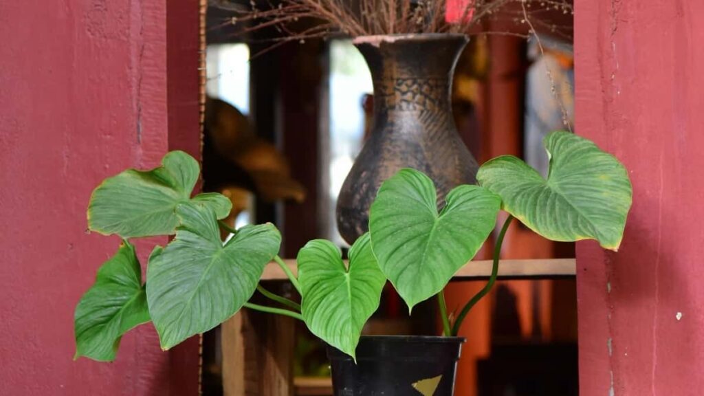 Hulu- testimonial , , :