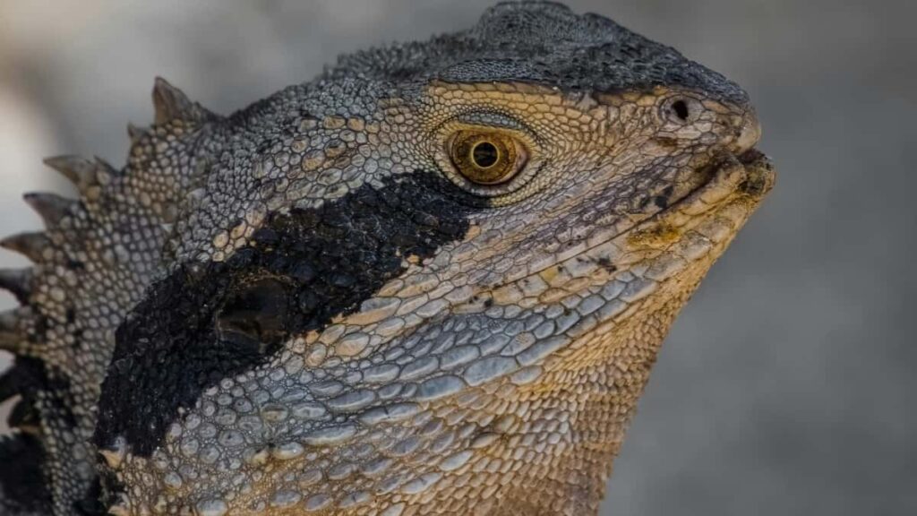 Snapchat creatorled : ,