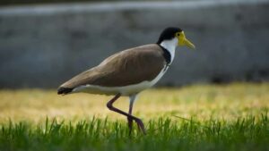 Bilibili- GRWM , 2025-