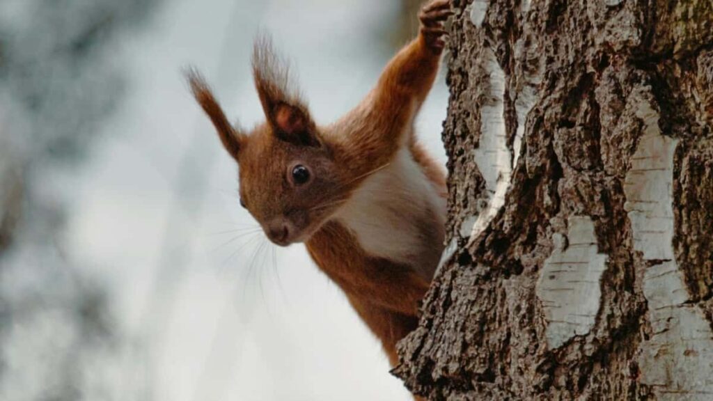 Armenian Clubhouse- , , -